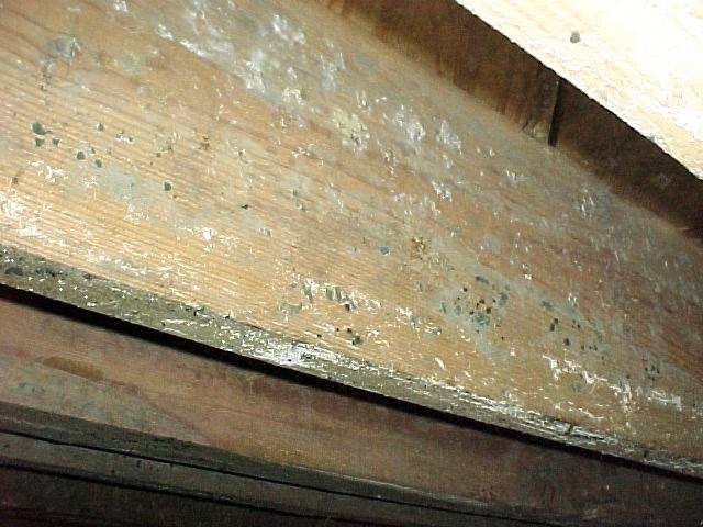Mold growth on wood framing found during mold testing in attic space